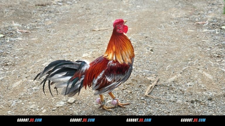 Mẹo chơi gà đá SV388 thắng lớn cho hội viên GA888