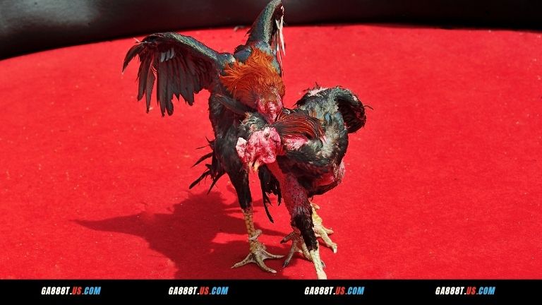 So sánh ICF tại GA888 với sảnh đá gà khác